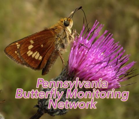 Pennsylvania Butterfly Monitoring Network